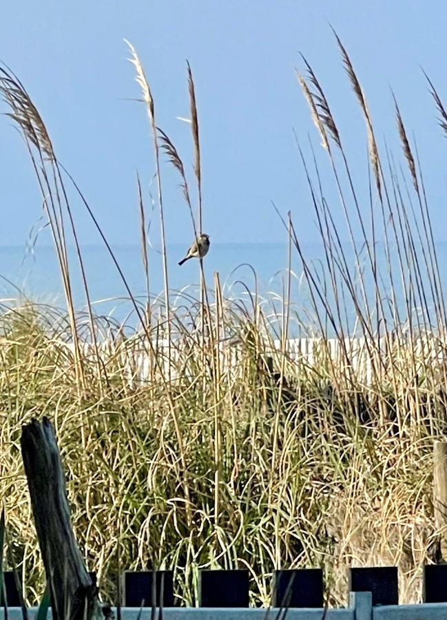 On The Beach Lacanau Εξωτερικό φωτογραφία